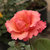 Rózsaszín - Angol rózsa - Mrs. Doreen Pike